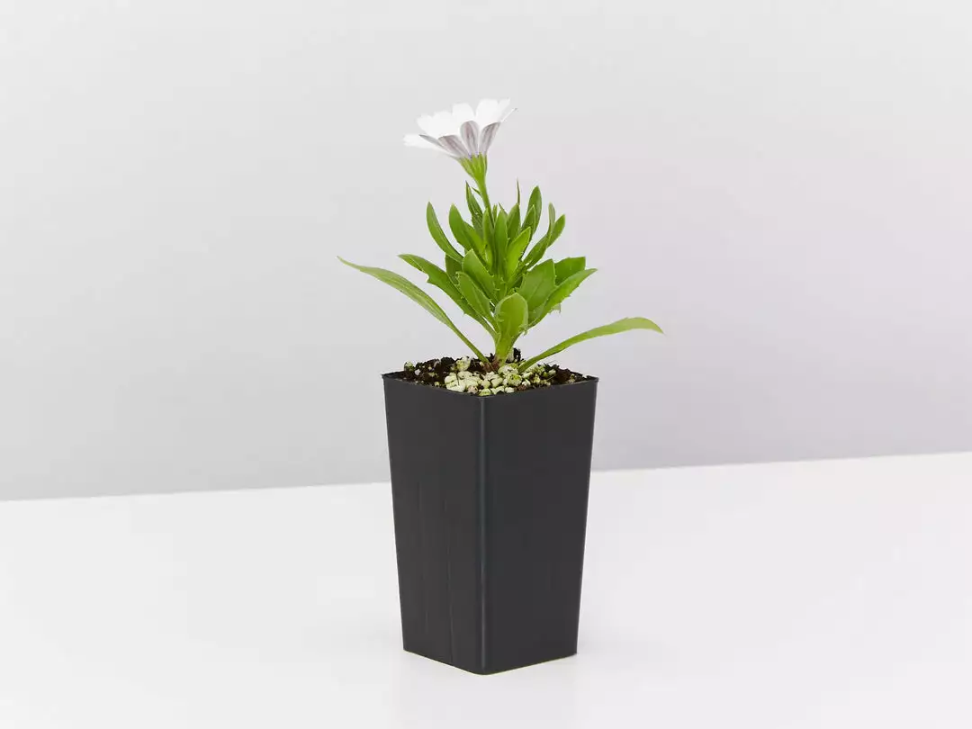 Shrubs Osteospermum Ecklonis Serenity White 5 Shrubs Osteospermum Ecklonis Serenity White