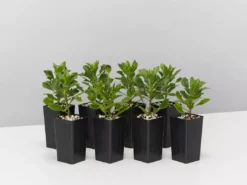 Plants In A Box Osteospermum Zion Red 'African Daisy" Border Plants