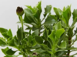 Plants In A Box Osteospermum Zion Red 'African Daisy" Border Plants