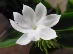 Shrubs Jasminum Sambac "Arabian Jasmine" Full Sun 12 Shrubs Jasminum Sambac