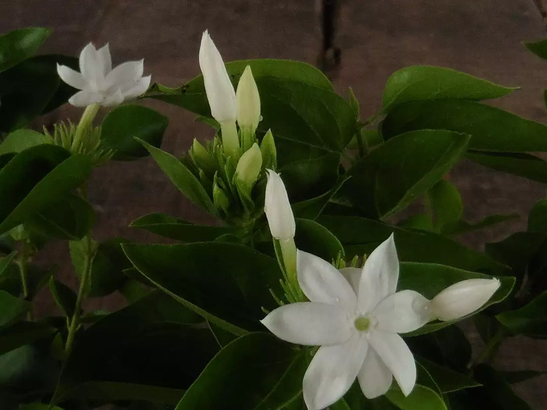 Shrubs Jasminum Sambac "Arabian Jasmine" Full Sun 8 Shrubs Jasminum Sambac "Arabian Jasmine" Full Sun