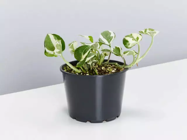 Pot + Plant Gift Box Pothos Snow Queen - Pot + Plant + Soil Easy Care Plants 12 Pot + Plant Gift Box Pothos Snow Queen - Pot + Plant + Soil Easy Care Plants