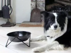 Bendo Best Selling Gifts The WOOF Dog Bowl - MIX 'N MATCH