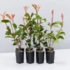 Ozbreed Red Fence™ Photinia X Fraseri ‘CP01’ Pbr Hedging Plants