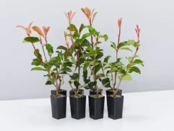 Ozbreed Red Fence™ Photinia X Fraseri ‘CP01’ Pbr Hedging Plants