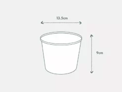 Indoor Garden Pool Friendly Plants Sansevieria Cylindrica Snake Plants