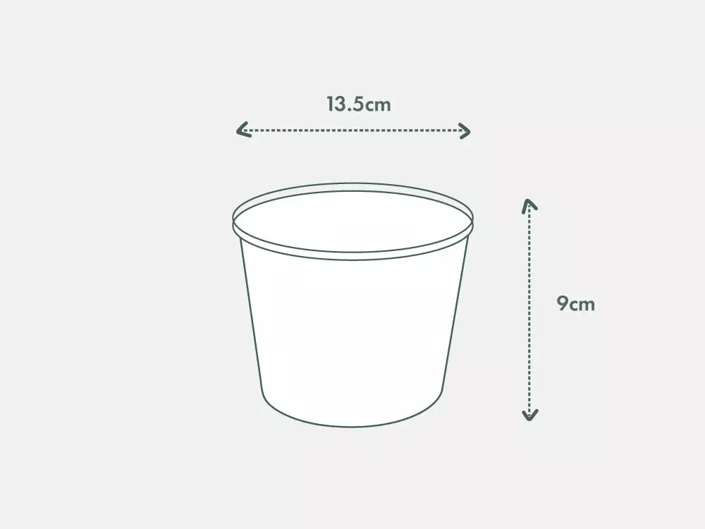 Pot + Plant Gift Box Cyrtomium Falcatum Maritimum - Pot + Plant + Soil Border Plants 12 Pot + Plant Gift Box Cyrtomium Falcatum Maritimum - Pot + Plant + Soil Border Plants