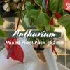 Indoor Garden Anthurium Mixed Pack 85mm 2 Indoor Garden Anthurium Mixed Pack 85mm