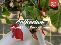 Indoor Garden Anthurium Mixed Pack 85mm