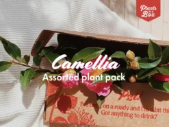 Hedge Shrubs Camellia Assorted Pack