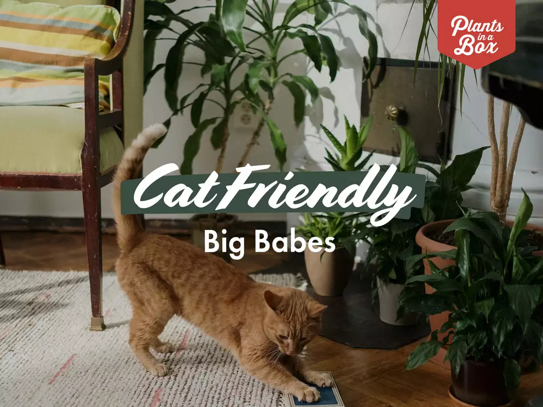 Indoor Garden Cat-Friendly Indoor Plant Pack - 85mm 3 Indoor Garden Cat-Friendly Indoor Plant Pack - 85mm