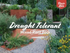 Shrubs Drought Tolerant Plant Pack