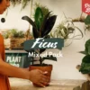 Indoor Garden Assorted Ficus Pack Plant Packs 2 Indoor Garden Assorted Ficus Pack Plant Packs