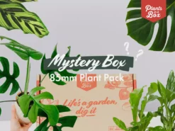 Indoor Garden Mystery Houseplant Box 85mm