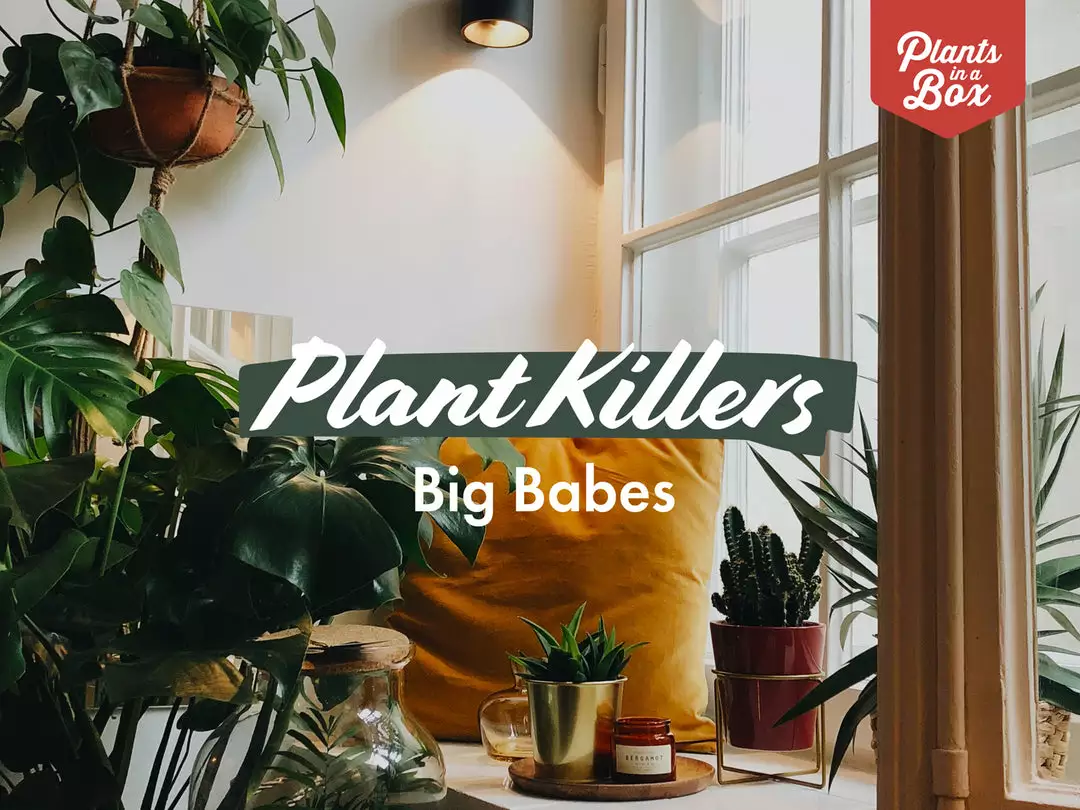 Indoor Garden The Plant Killers Pack - 85mm Plant Packs 3 Indoor Garden The Plant Killers Pack - 85mm Plant Packs