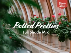 Shrubs Border Plants Potted Pretties Full Shade Mix