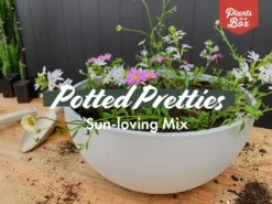 Shrubs Border Plants Sun Loving Potted Pretties Mix