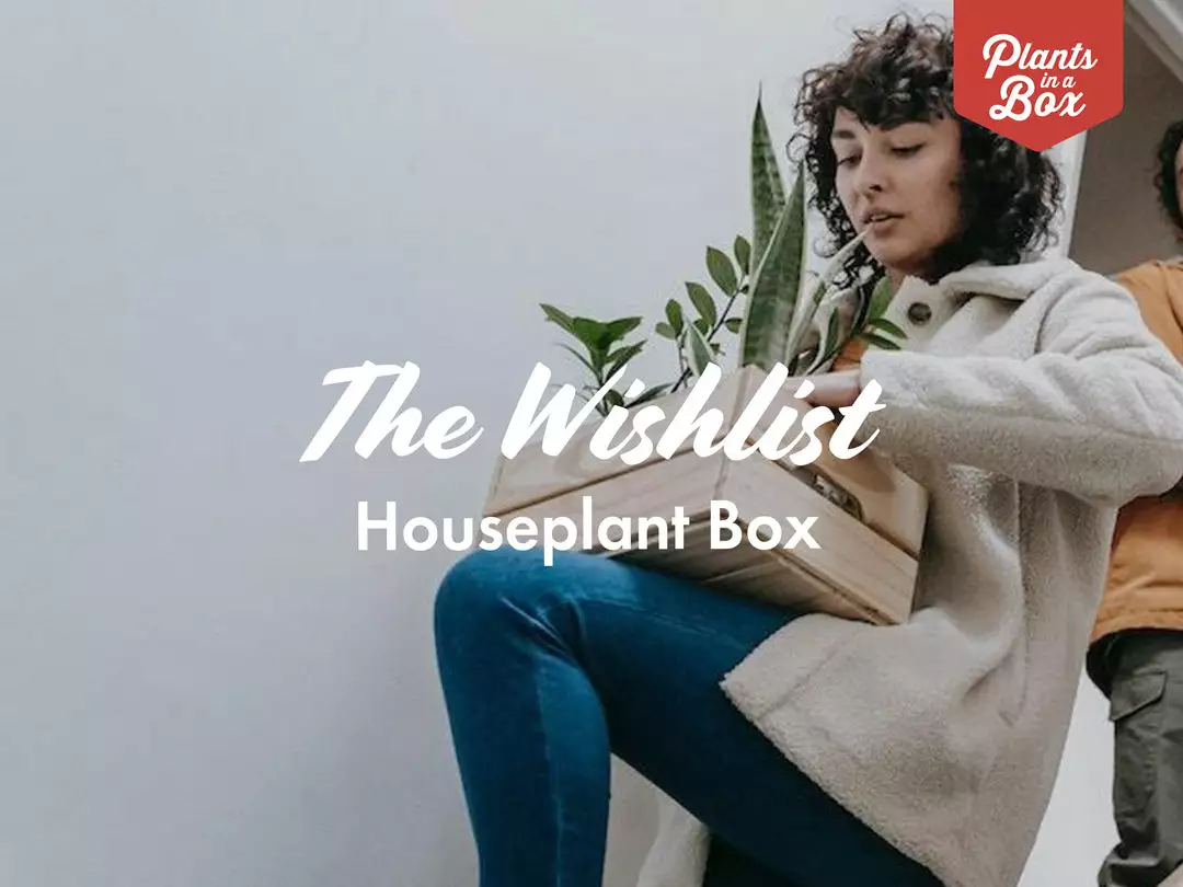 Indoor Garden The Houseplant π« Wishlist Box Air Purifying 3 Indoor Garden The Houseplant π« Wishlist Box Air Purifying