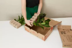 Indoor Garden Air Purifier Houseplant Pack 🌱 Air Purifying