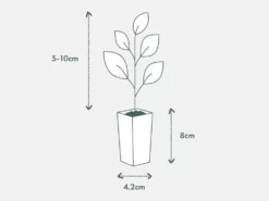 Shrubs Grevillea Orange Marmalade