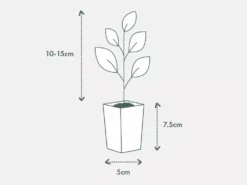 Shrubs Callistemon Citrinus White Anzac 11 Shrubs Callistemon Citrinus White Anzac