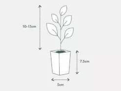 Indoor Garden Anthurium Jambo Red 9 Indoor Garden Anthurium Jambo Red