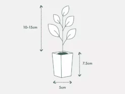 Indoor Garden Assorted Ficus Pack Plant Packs