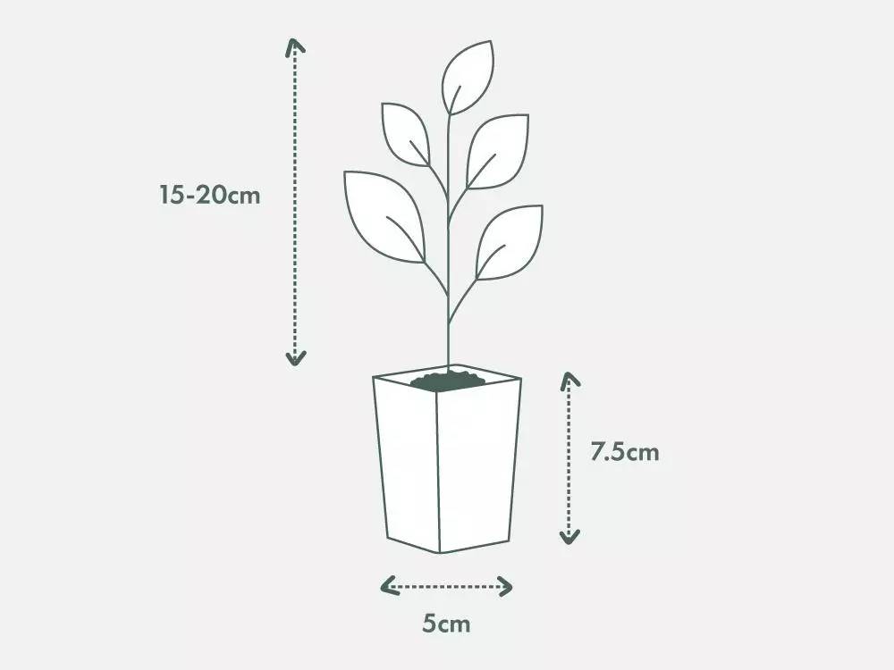 Shrubs Olive Tree Olea Europaea Manzanillo 8 Shrubs Olive Tree Olea Europaea Manzanillo