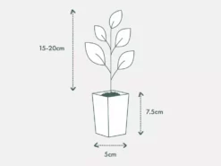 Shrubs Magnolia Grandiflora Little Gem