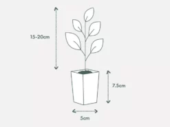Shrubs Olive Tree - Olea Europaea Arberquina 13 Shrubs Olive Tree - Olea Europaea Arberquina
