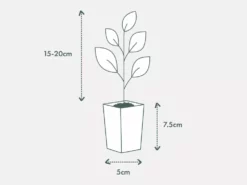 Shrubs Olive Tree - Olea Europaea Arbosana