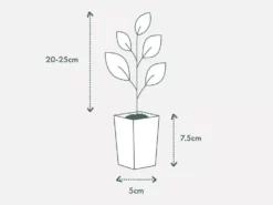 Shrubs Russelia 'Tangerine Falls' Firecracker Plant 11 Shrubs Russelia 'Tangerine Falls' Firecracker Plant