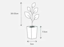 Shrubs Acronychia Imperforata Vista S