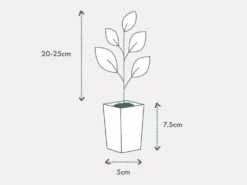 Indoor Garden Syngonium Neon Easy Care Plants 9 Indoor Garden Syngonium Neon Easy Care Plants