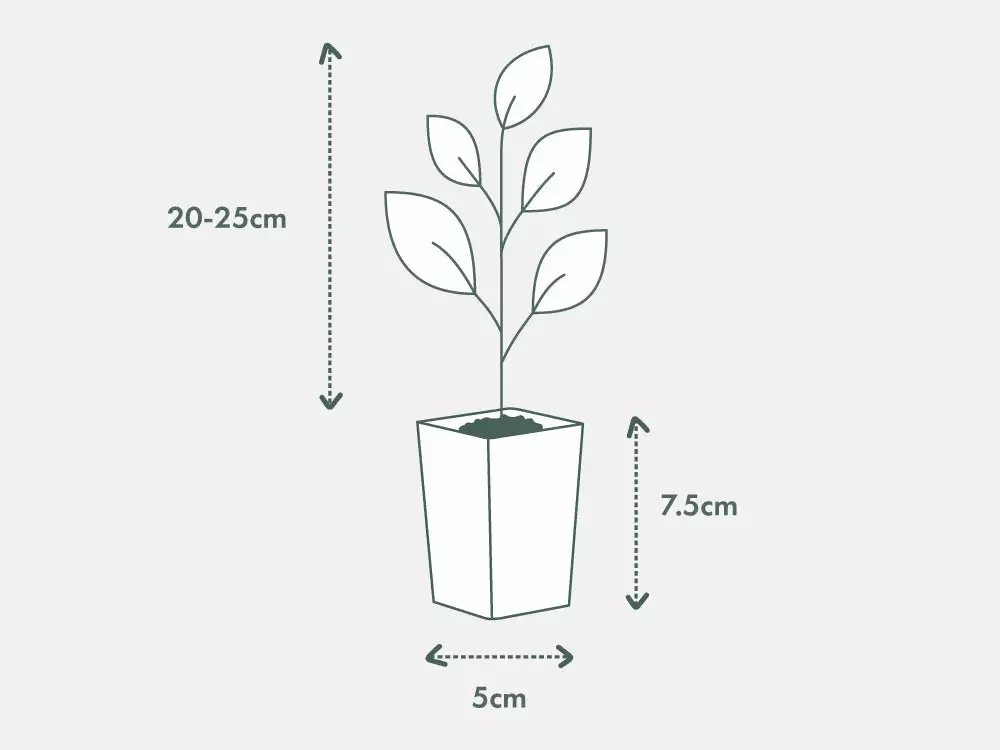 Shrubs Strelitzia Nicolai Giant 'White Bird Of Paradise' 7 Shrubs Strelitzia Nicolai Giant 'White Bird Of Paradise'