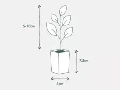Plants In A Box Agapanthus Orientalis Silver Baby