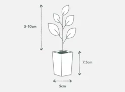 Hedge Camellia Sasanqua 'Bonanza' (cerise-red Flower) Shrubs