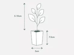 Shrubs Border Plants Gazania Rigens Pink ๐บ 13 Shrubs Border Plants Gazania Rigens Pink ๐บ