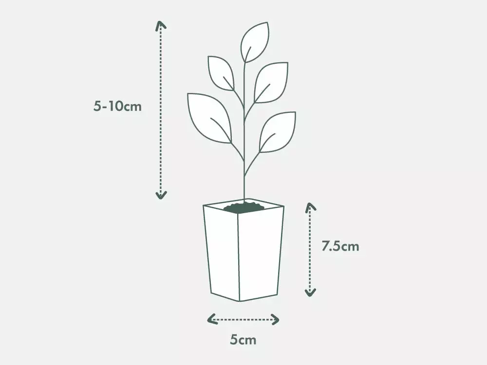 Shrubs Mini Mondo / Dwarf Mondo Grass Ground Covers 7 Shrubs Mini Mondo / Dwarf Mondo Grass Ground Covers