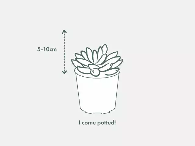 Succulents Full Sun Aloe Perfoliata Variegata 5 Succulents Full Sun Aloe Perfoliata Variegata