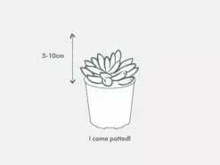 Succulents Haworthia Fasciata London Full Sun