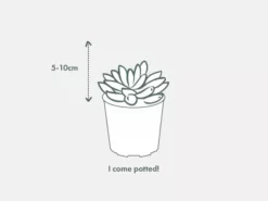 Succulents Pool Friendly Plants Assorted Succulent Box