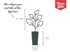 Shrubs Magnolia Doltsopa X Figo Bubbles