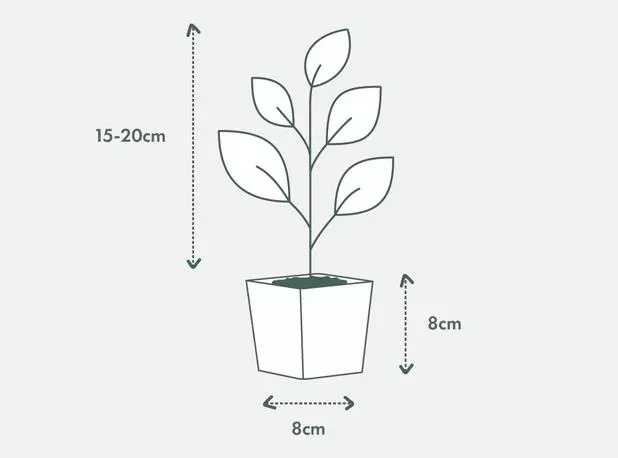 Succulents Plant Packs Assorted Succulent Box - 85mm