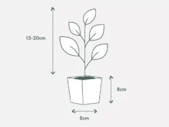 Indoor Garden Pool Friendly Plants Philodendron Little Phil™