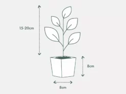 Indoor Garden Alocasia Zebrina Alocasias 14 Indoor Garden Alocasia Zebrina Alocasias
