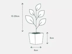 Indoor Garden Syngonium Pixie Mini - 85mm Syngoniums