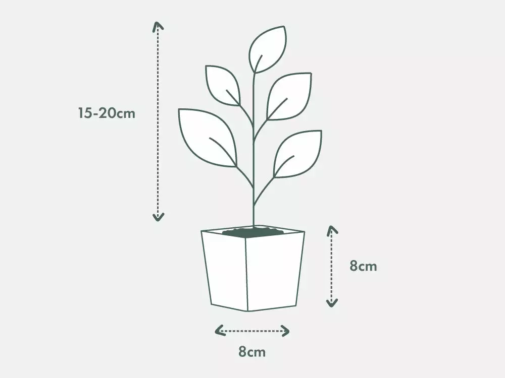 Indoor Garden Syngonium Podophyllum Green Pixie 6 Indoor Garden Syngonium Podophyllum Green Pixie