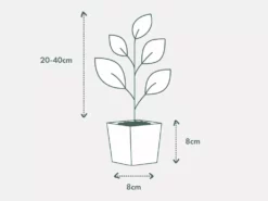 Shrubs Full Sun Archontophoenix Cunninghamiana 9 Shrubs Full Sun Archontophoenix Cunninghamiana