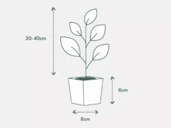 Indoor Garden Air Purifying Air Purifier Houseplant Pack - Larger Sized Plants